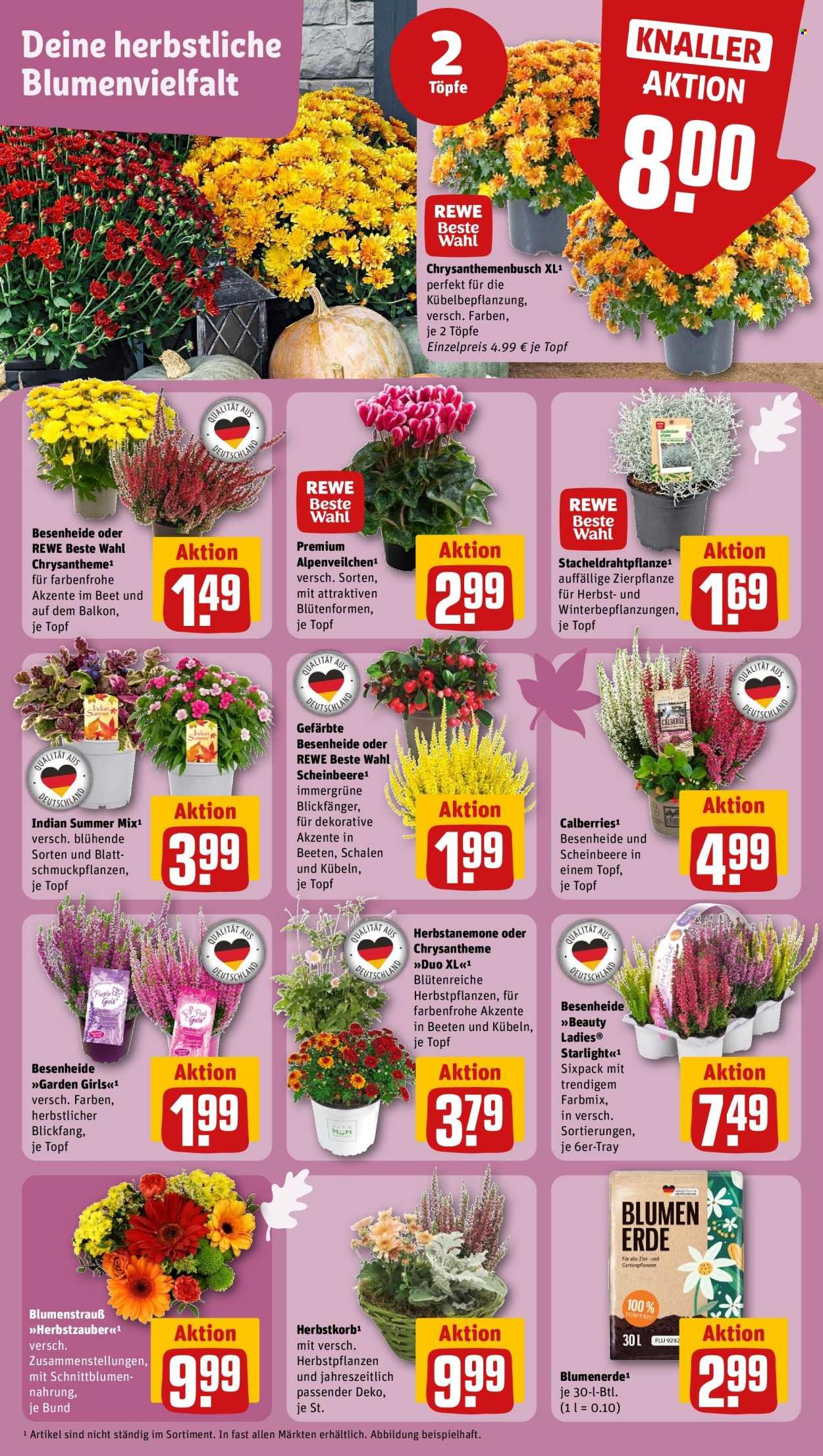 REWE Prospekt - Ab Montag 14.09.2026