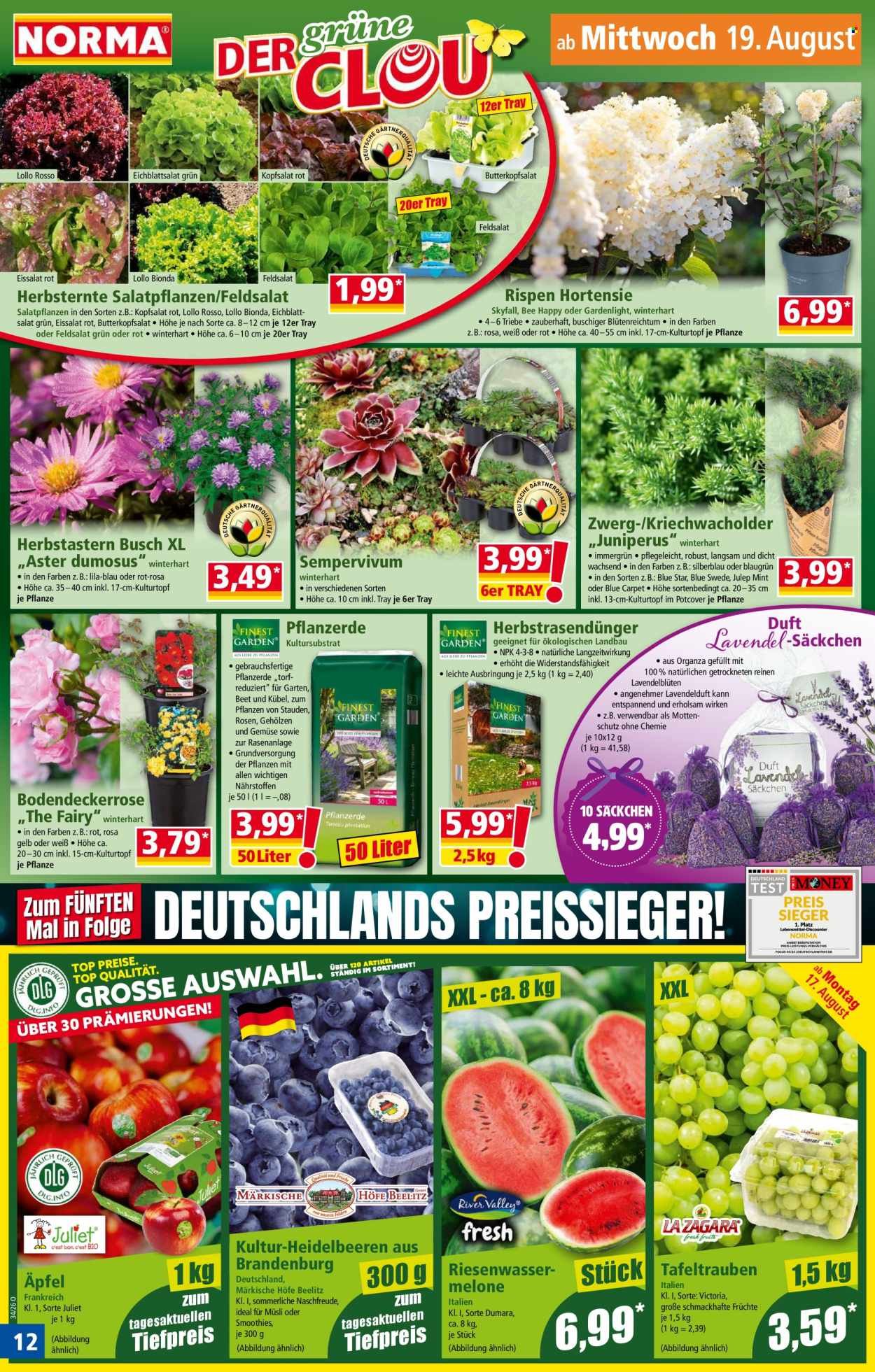 NORMA Prospekt - Ab Montag 17.08.2026