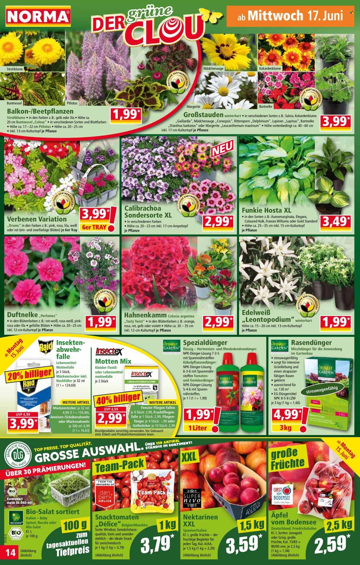 NORMA Prospekt - Ab Montag 15.06.2026