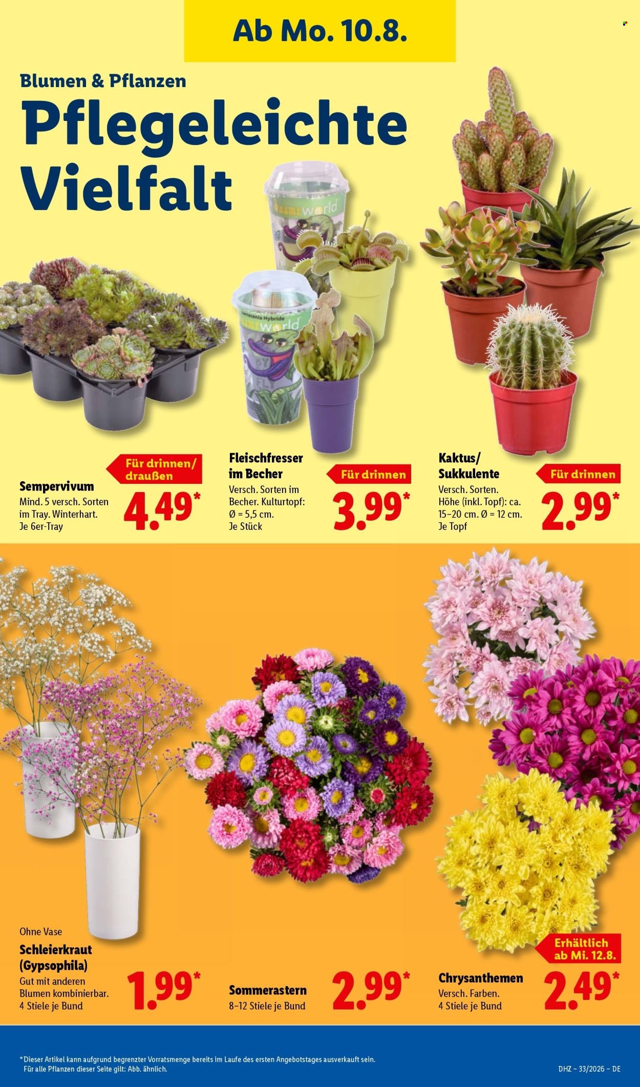 LIDL Prospekt - Ab Montag 10.08.2026