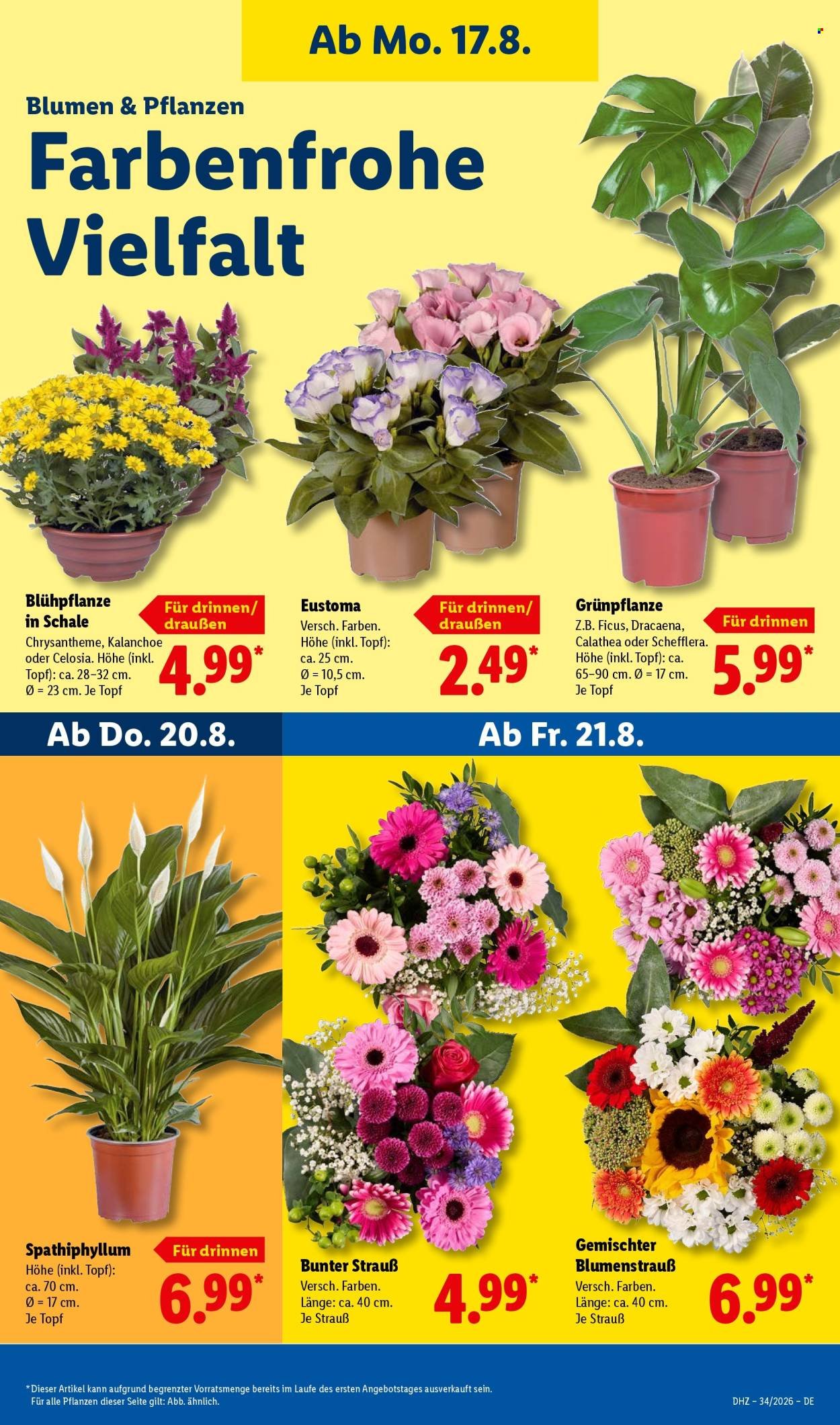 LIDL Prospekt - Ab Montag 17.08.2026