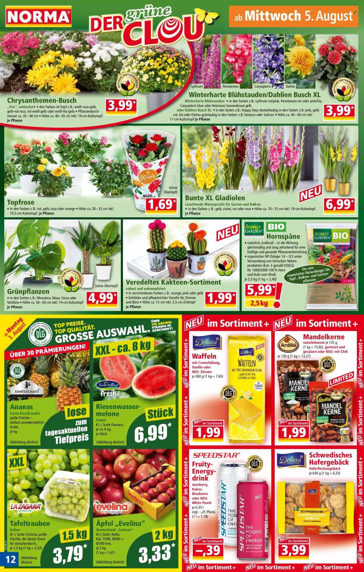 NORMA Prospekt - Ab Montag 3.08.2026