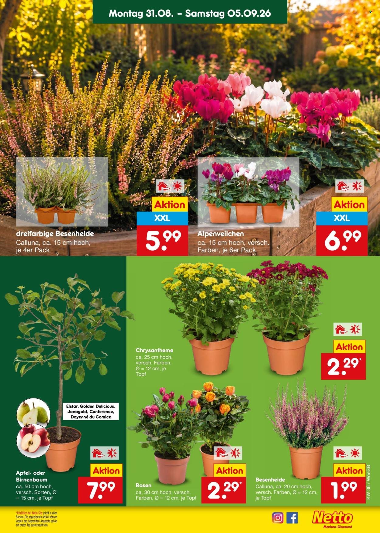NETTO MARKEN-DISCOUNT Prospekt - Ab Montag 31.08.2026