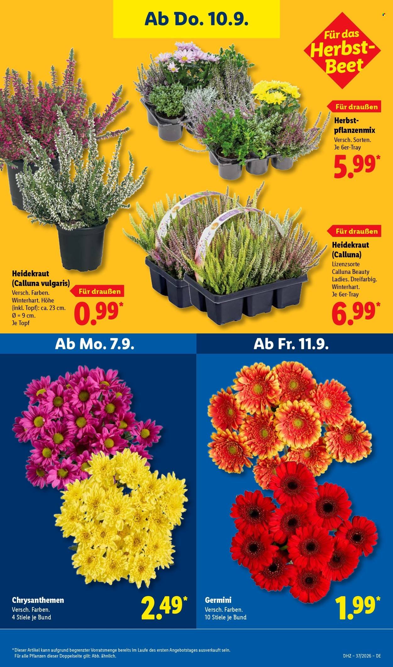 LIDL Prospekt - Ab Montag 7.09.2026