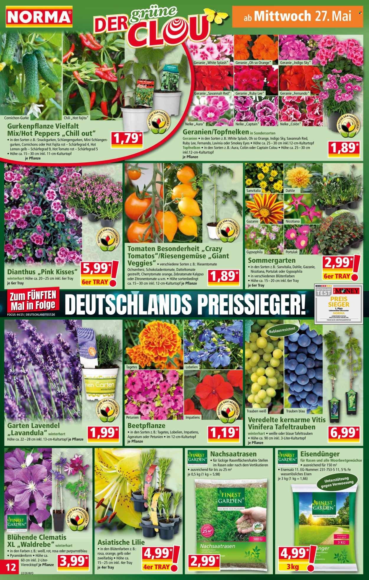 NORMA Prospekt - Ab Dienstag 26.05.2026 (2026-05-26 - 2026-05-31)