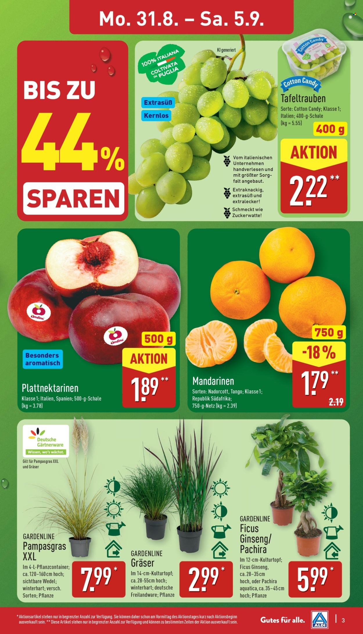 ALDI NORD Prospekt - Ab Montag 31.08.2026