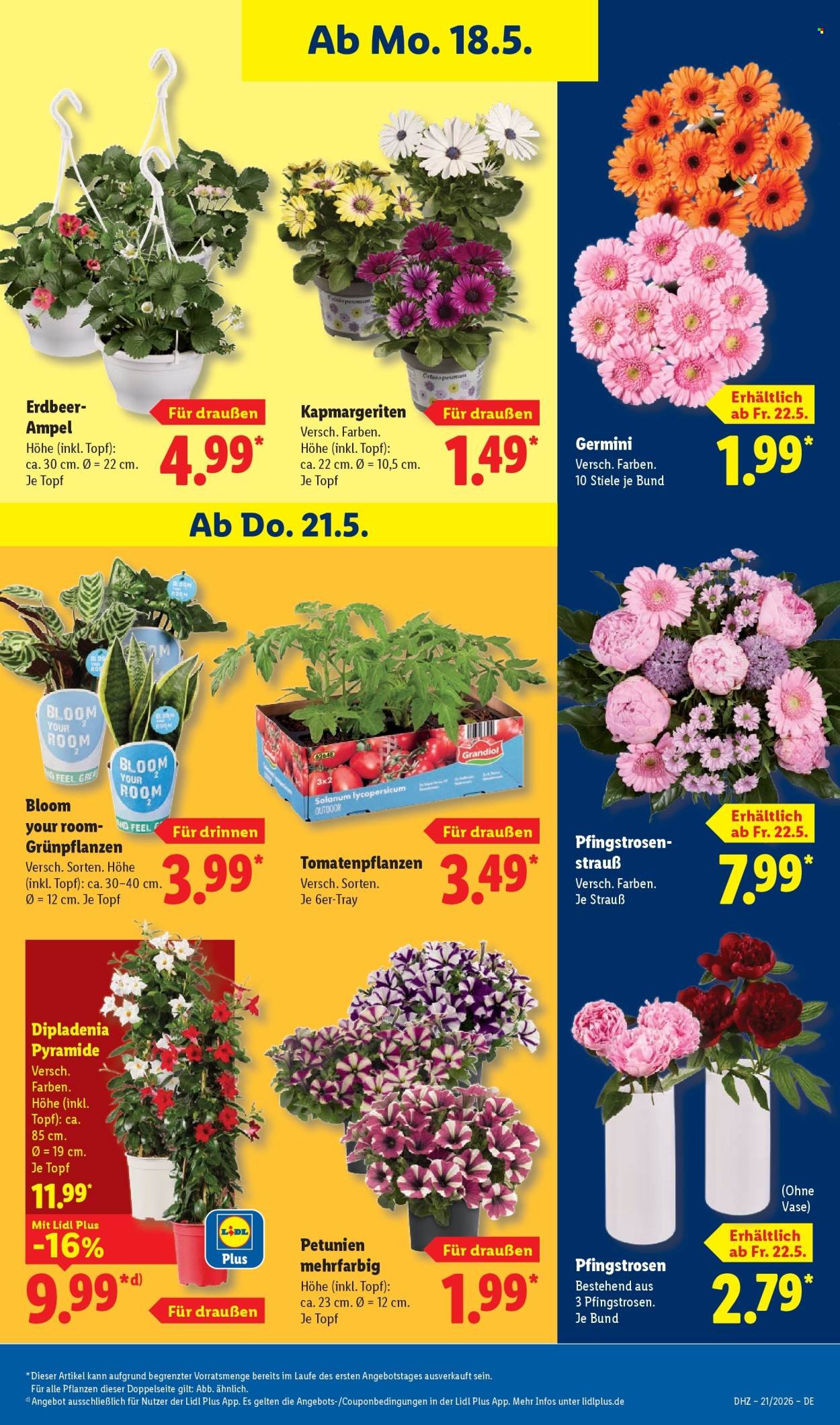 LIDL Prospekt - Ab Montag 18.05.2026