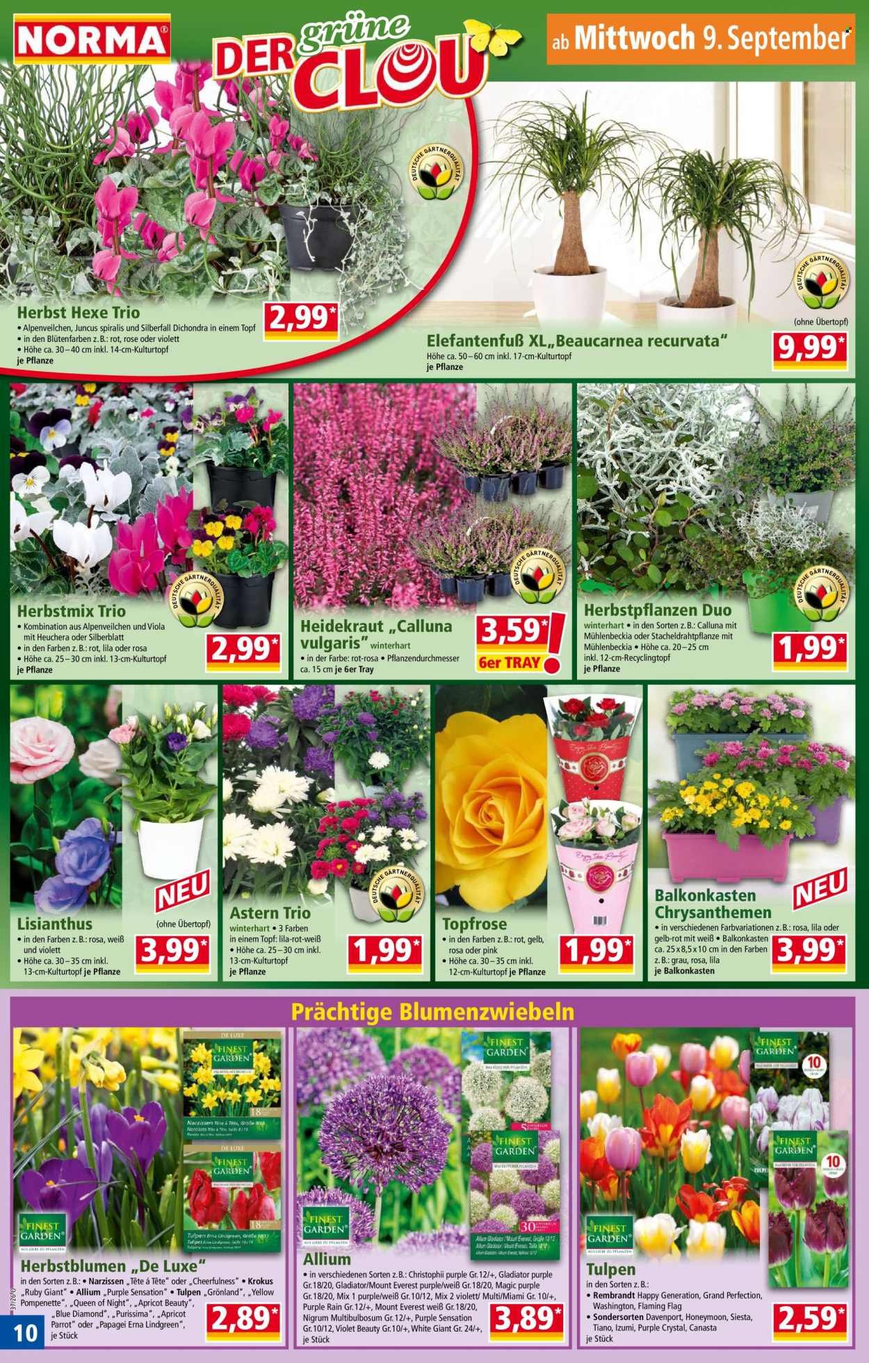 NORMA Prospekt - Ab Montag 7.09.2026