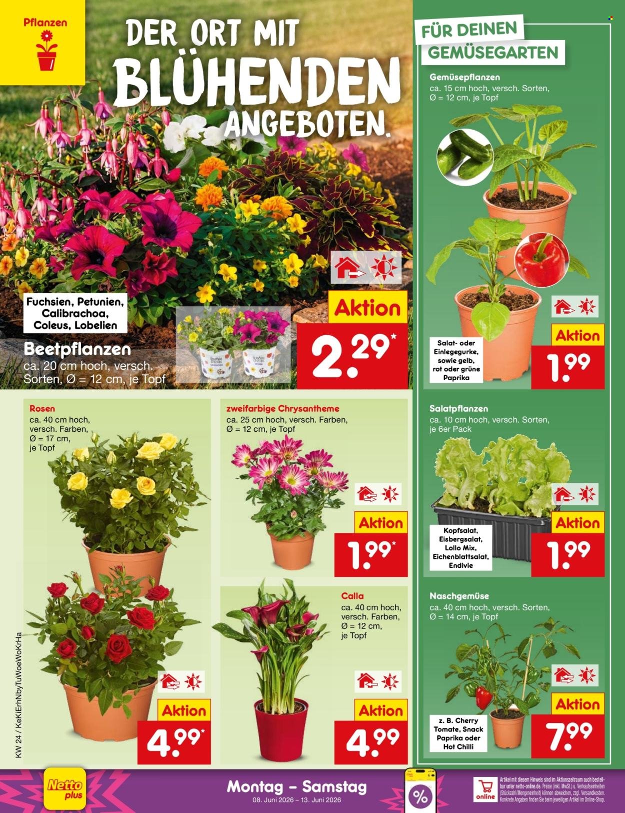 NETTO MARKEN-DISCOUNT Prospekt - Ab Montag 8.06.2026