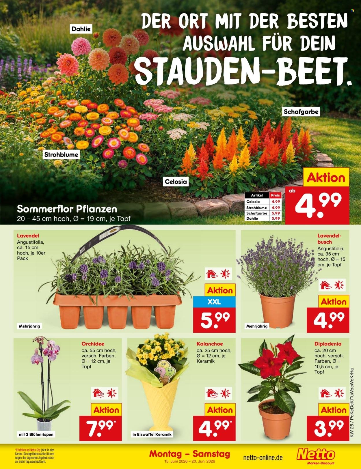 NETTO MARKEN-DISCOUNT Prospekt - Ab Montag 15.06.2026