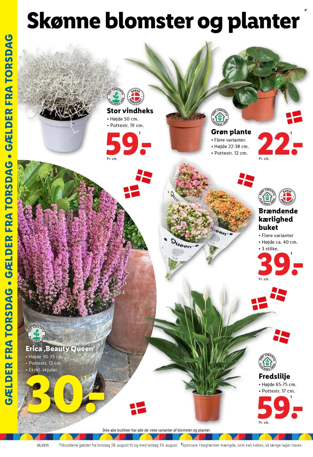 LIDL tilbudsavis - Fra søndag den 24. august 2025 (2025-08-24 - 2025-08-30)