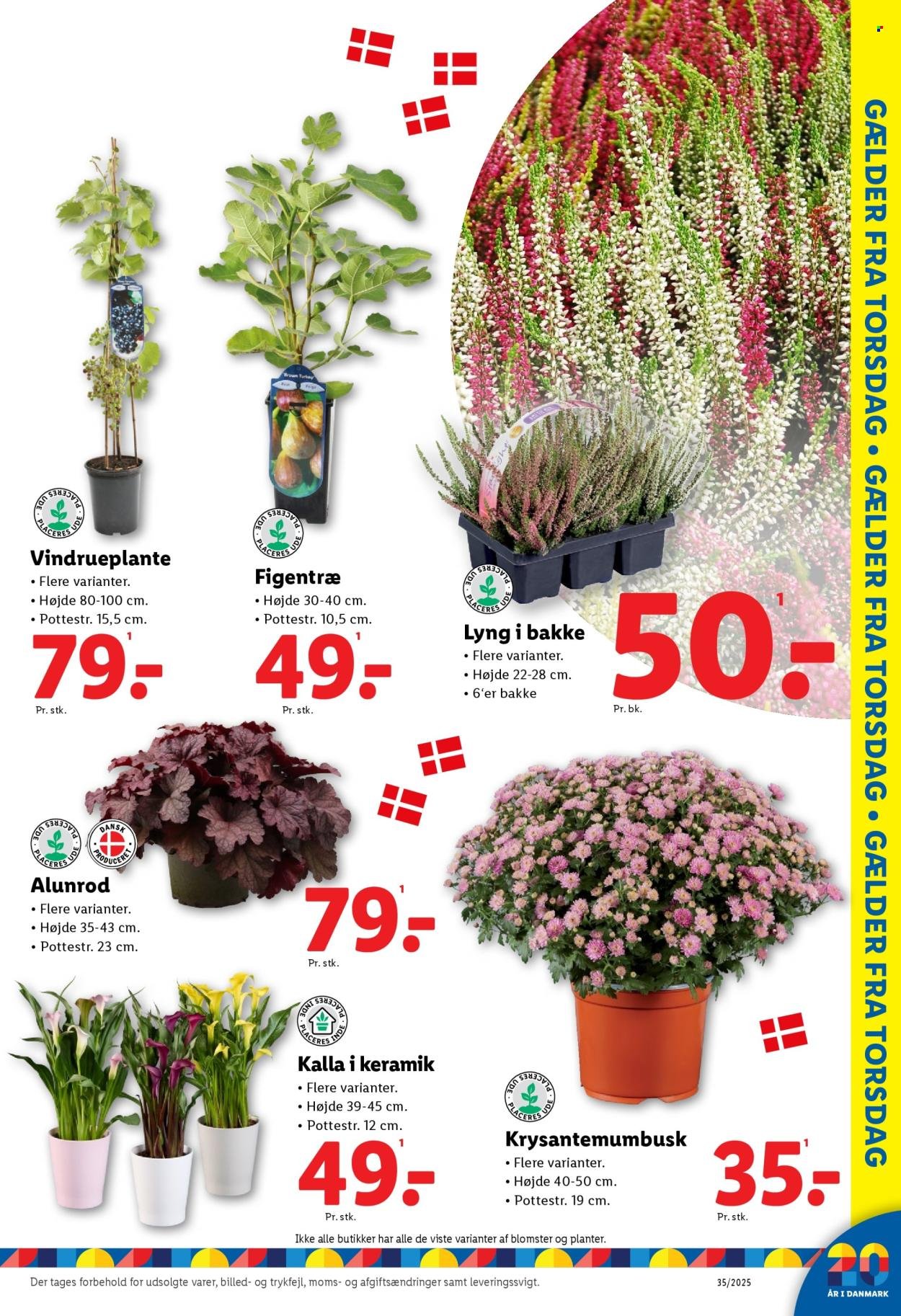 LIDL tilbudsavis - Fra søndag den 24. august 2025 (2025-08-24 - 2025-08-30)
