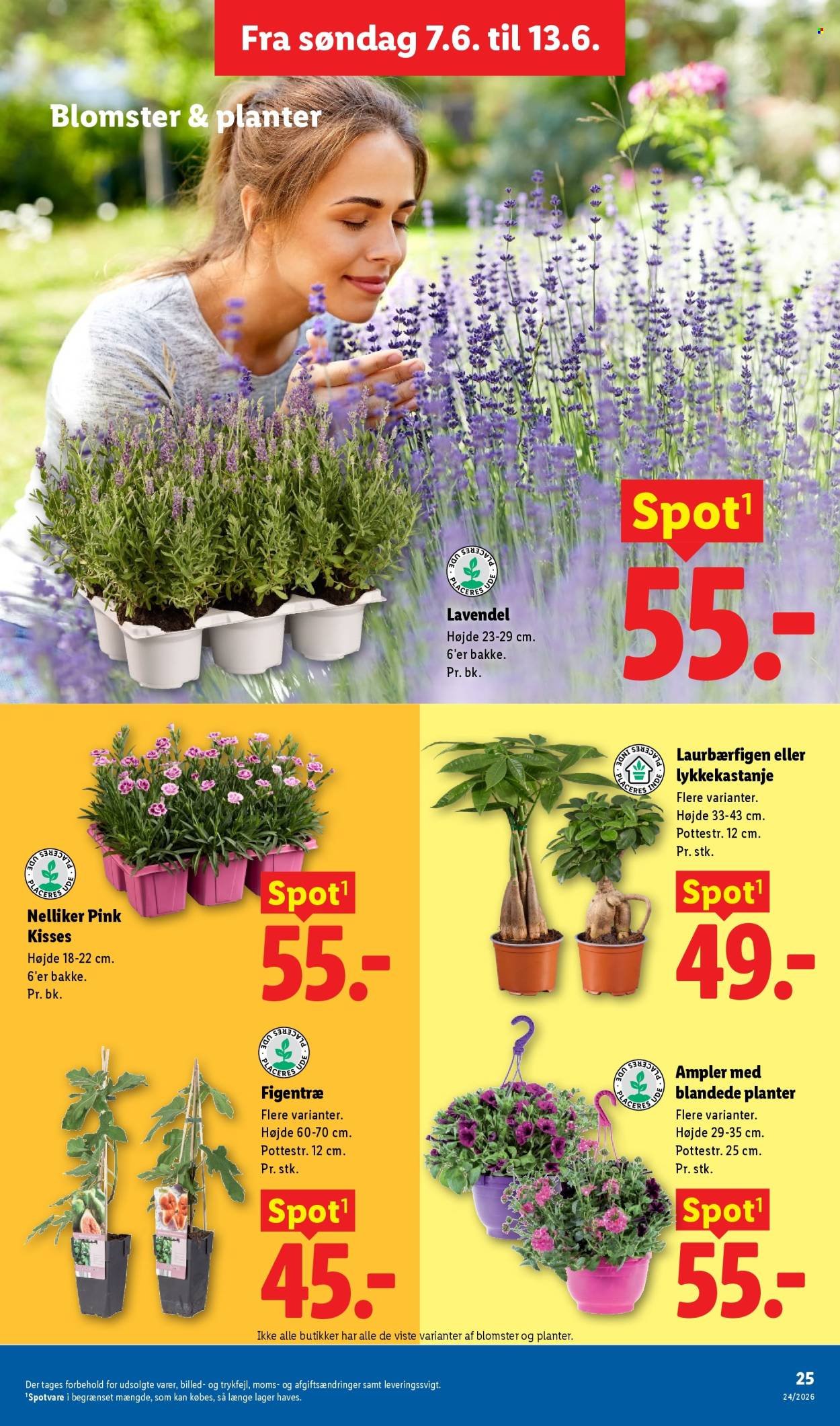 LIDL tilbudsavis - Fra søndag den 7. juni 2026