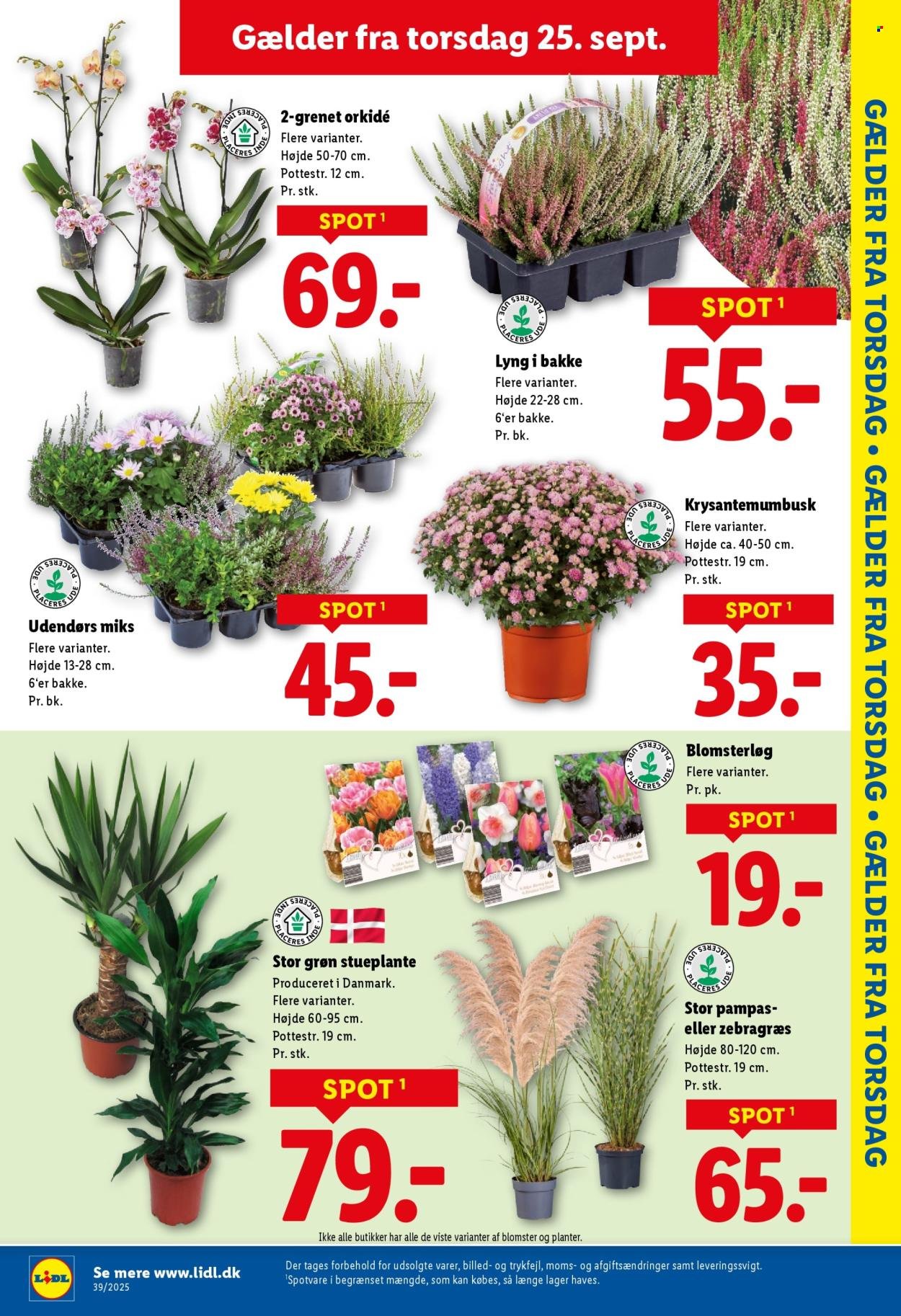 LIDL tilbudsavis - Fra søndag den 21. september 2025 (2025-09-21 - 2025-09-27)