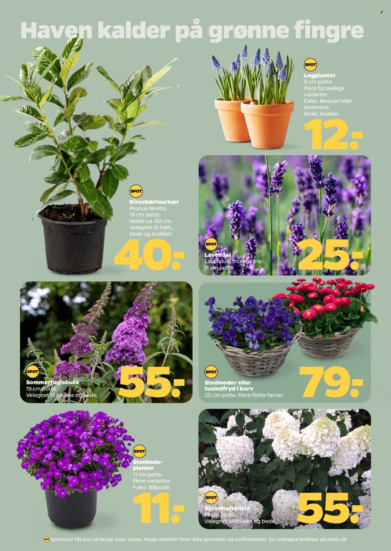 NETTO tilbudsavis - Fra lørdag den 21. marts 2026