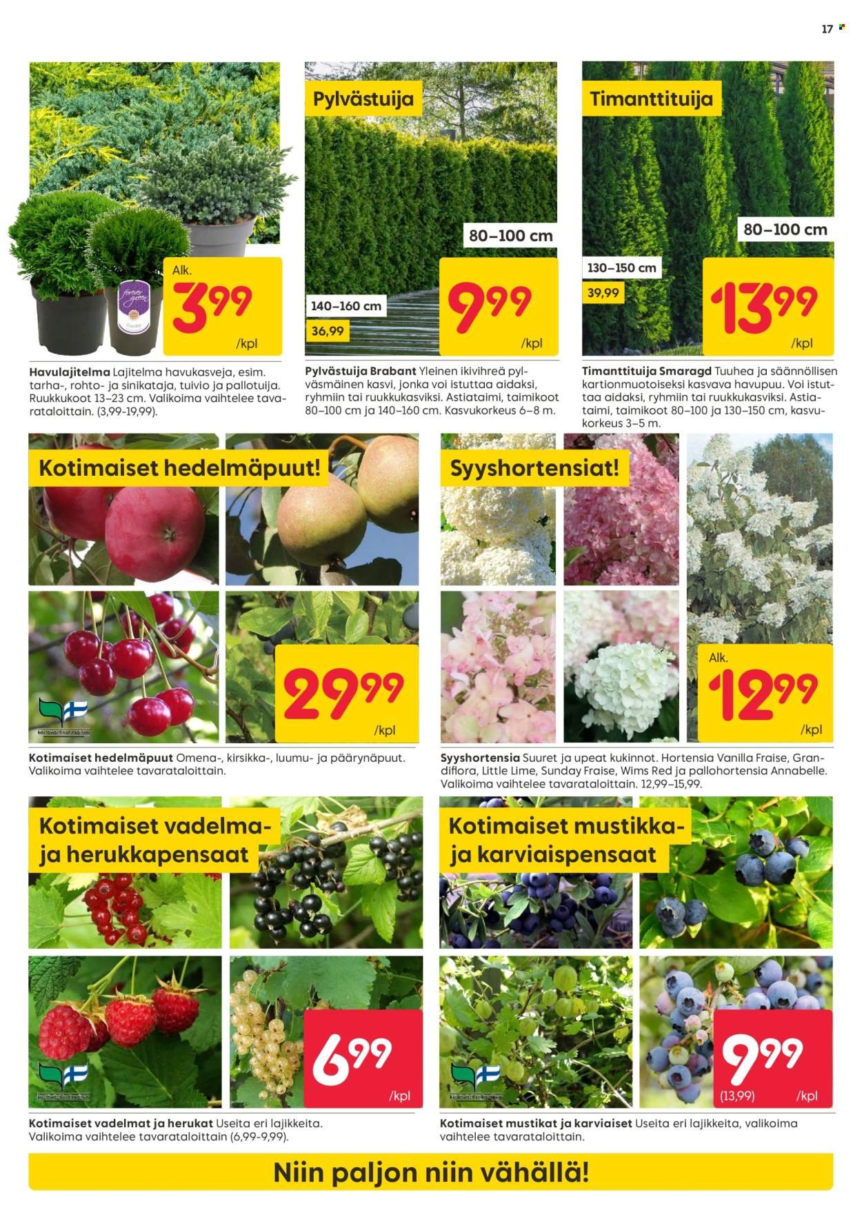 RUSTA tarjoukset - Alkaen MA 15.9.2025 (2025-09-15 - 2025-09-21)