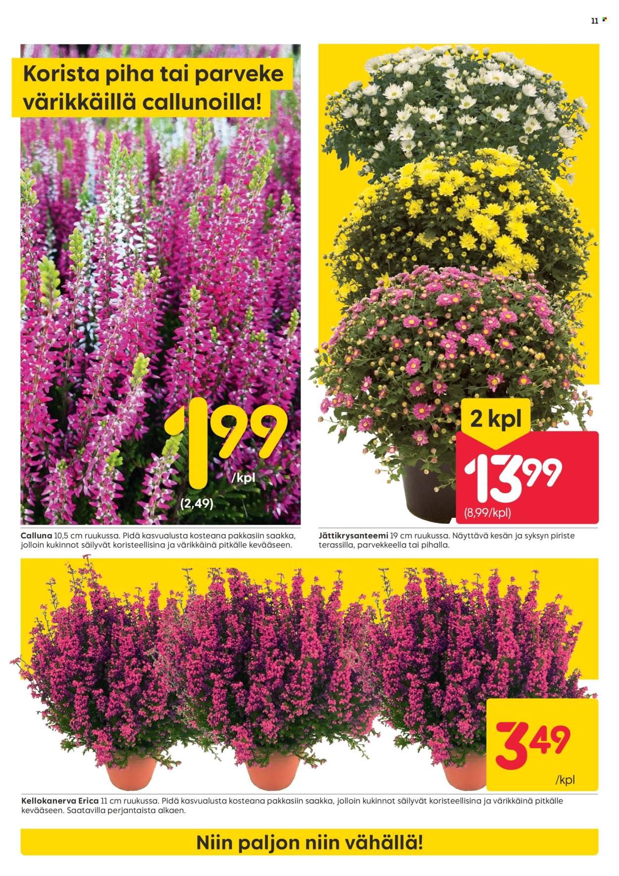 RUSTA tarjoukset - Alkaen MA 18.8.2025 (2025-08-18 - 2025-08-24)