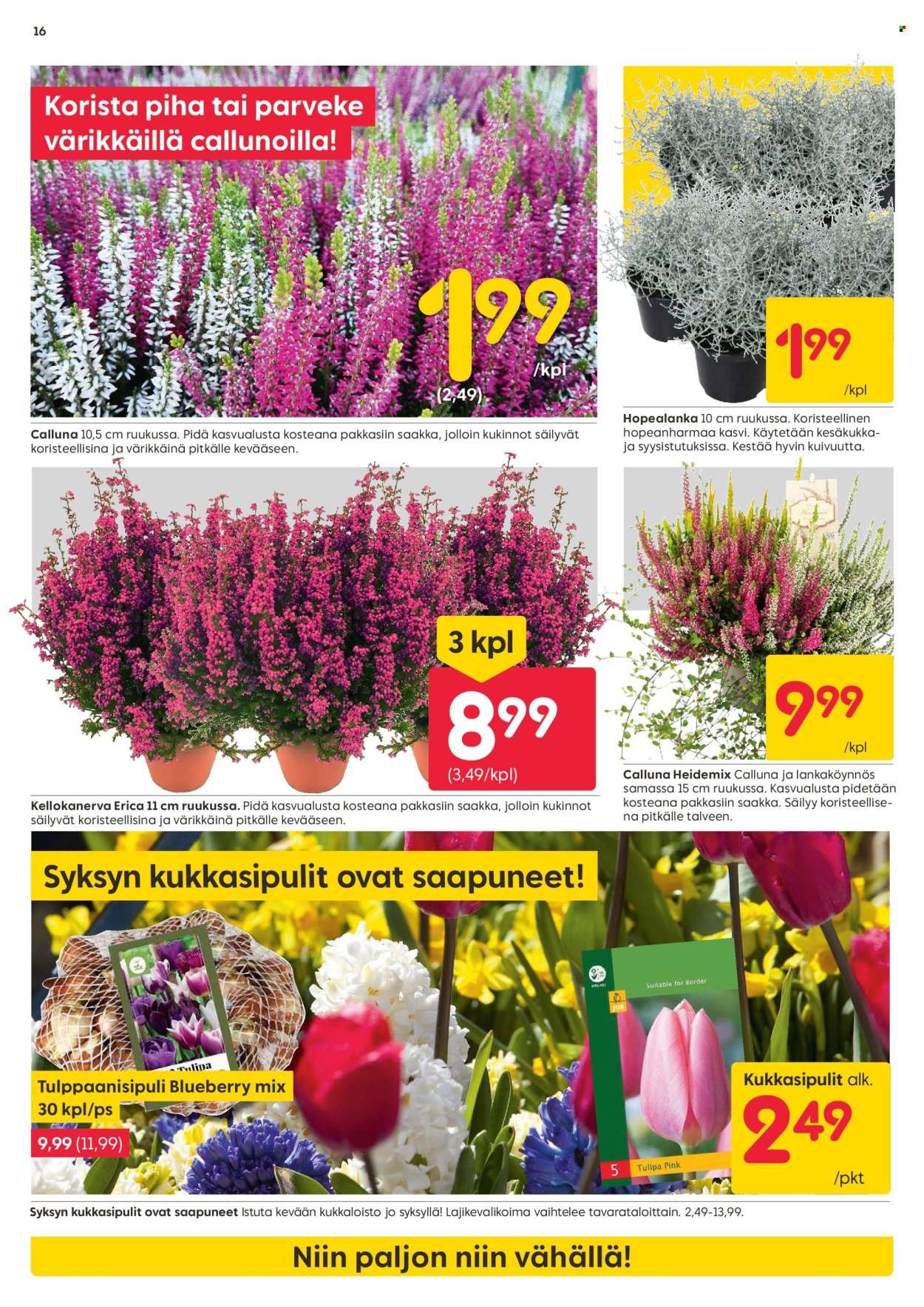 RUSTA tarjoukset - Alkaen MA 25.8.2025 (2025-08-25 - 2025-08-31)