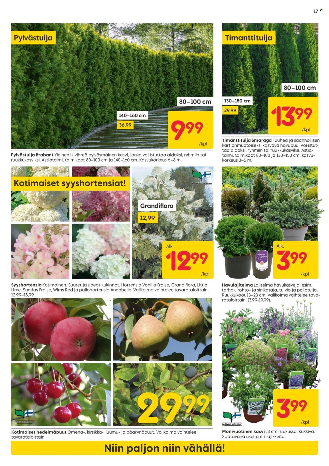 RUSTA tarjoukset - Alkaen MA 25.8.2025 (2025-08-25 - 2025-08-31)