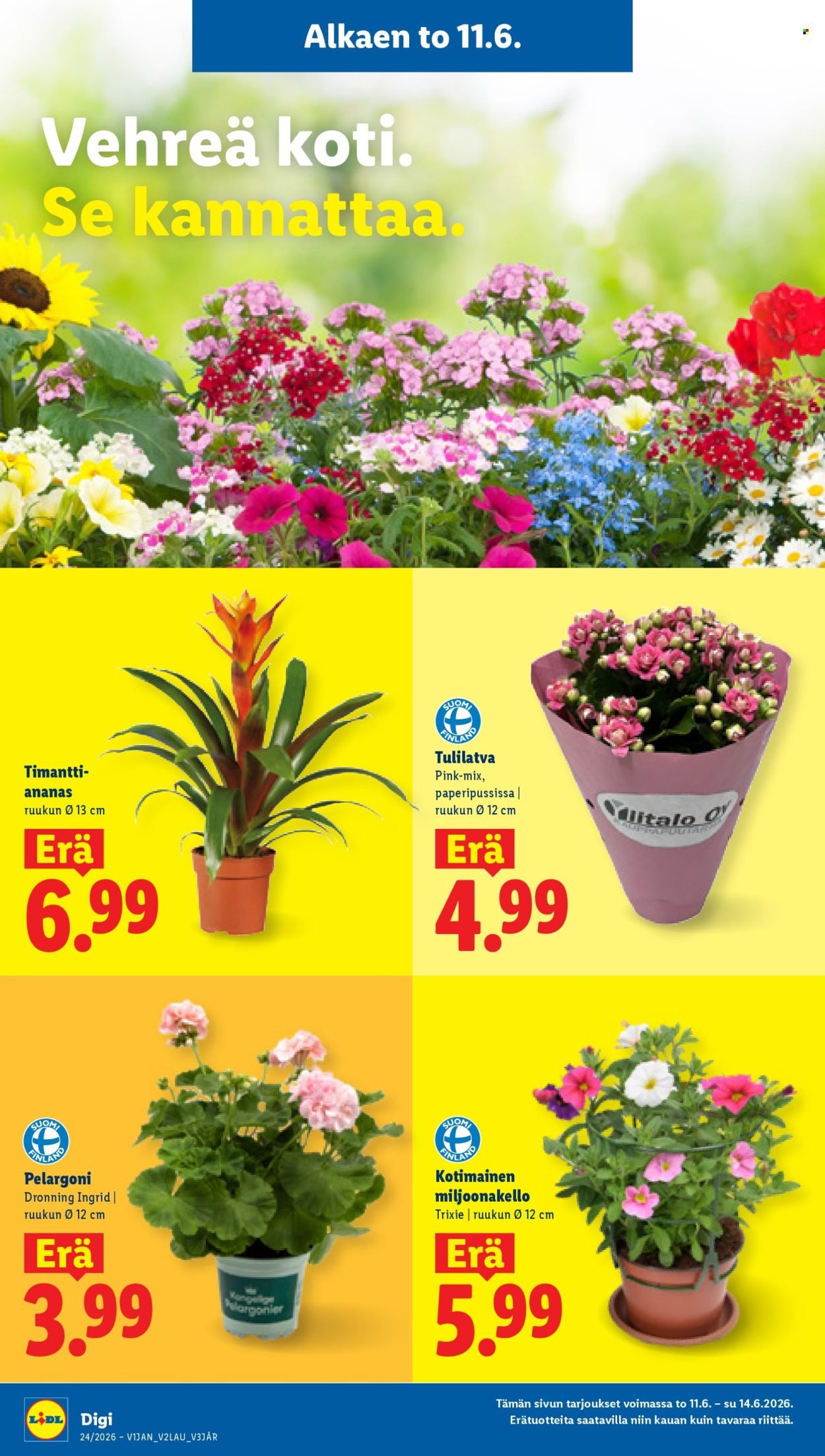 LIDL tarjoukset - Alkaen TO 11.6.2026