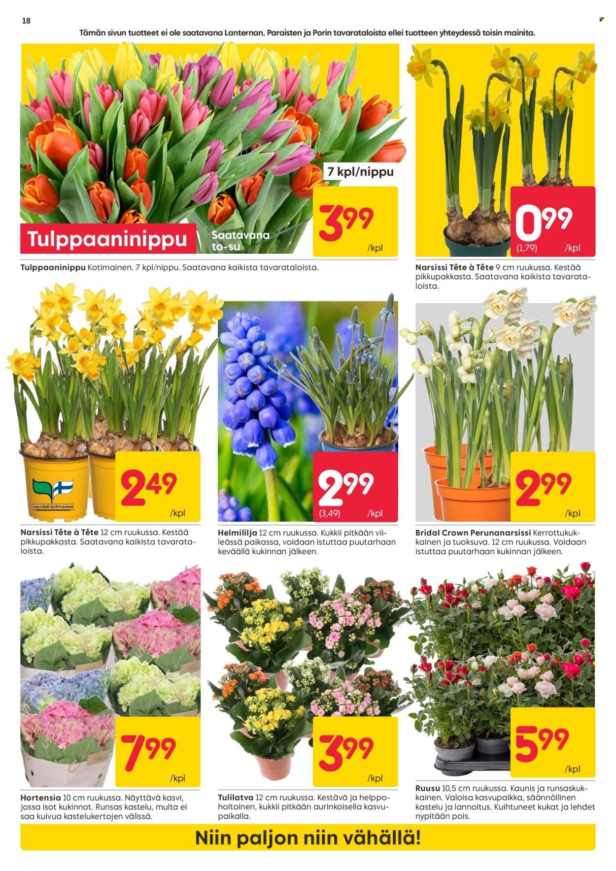 RUSTA tarjoukset - Alkaen MA 2.3.2026