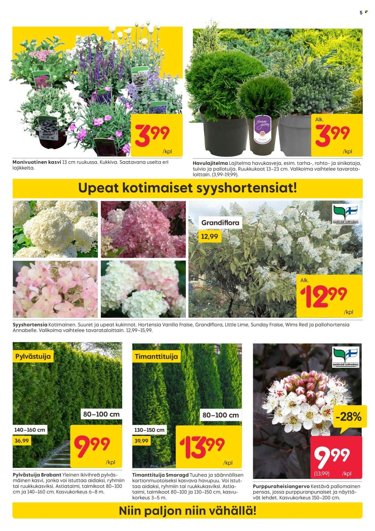 RUSTA tarjoukset - Alkaen MA 28.7.2025 (2025-07-28 - 2025-08-10)