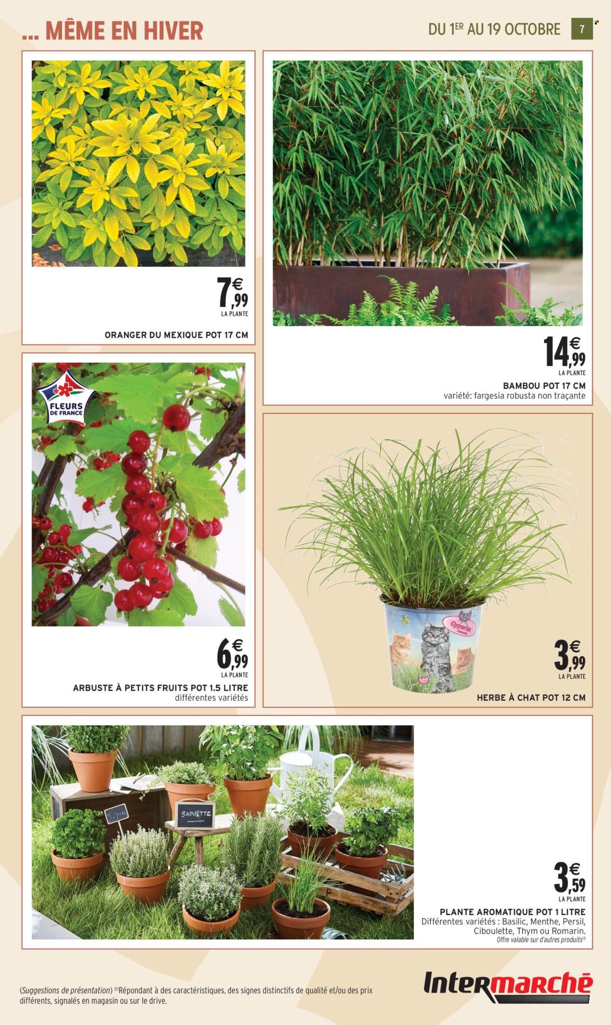 Catalogue INTERMARCHÉ - Jardin d'automne (2025-09-30 - 2025-10-19)