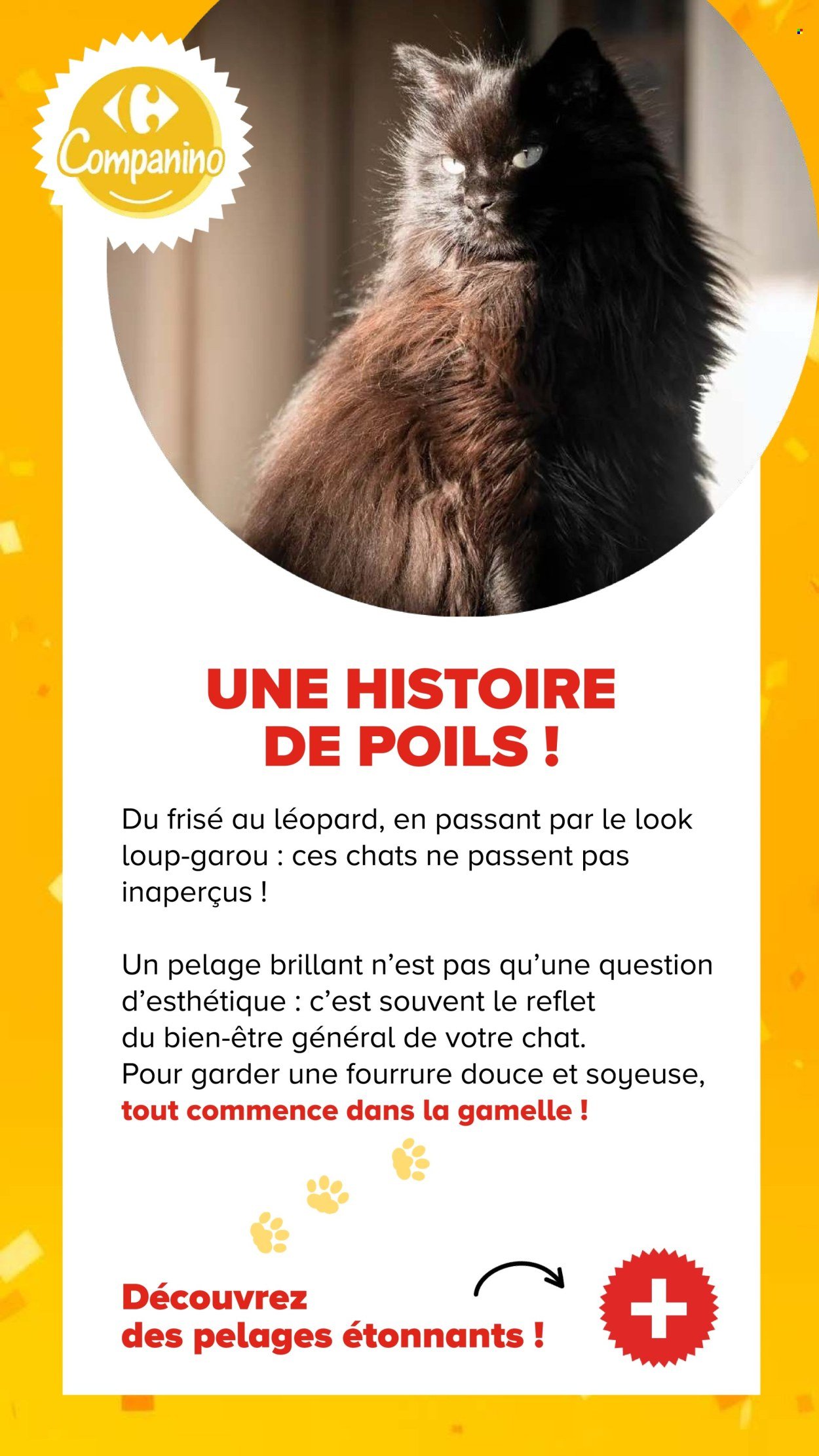 Catalogue CARREFOUR - DÉCOUVREZ LA MARQUE CARREFOUR COMPANINO
