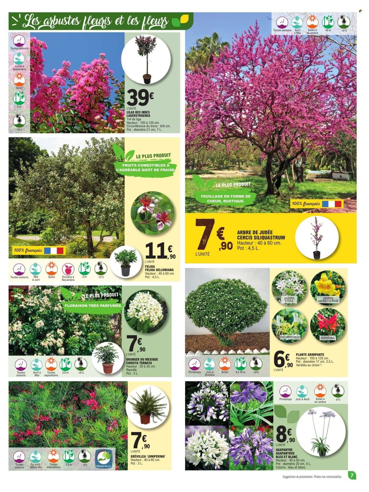 Catalogue E.LECLERC - PLANTES MEDITERRANEENNES 100% DIGITAL