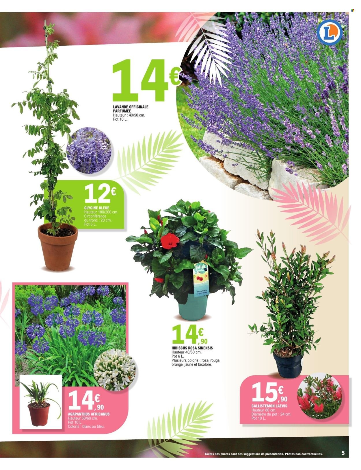 Catalogue E.LECLERC - PLANTES MEDITERRANEENNES (2026-05-05 - 2026-05-16)