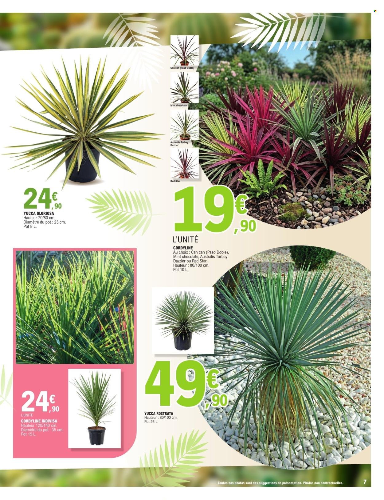 Catalogue E.LECLERC - PLANTES MEDITERRANEENNES (2026-05-05 - 2026-05-16)