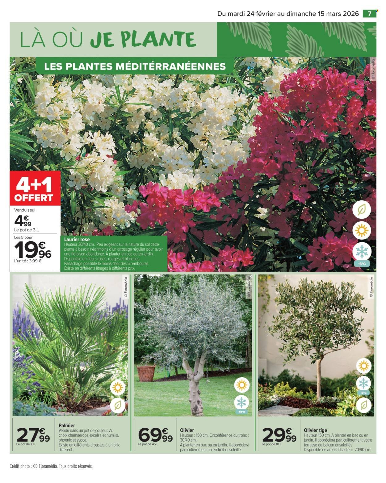Catalogue CARREFOUR MARKET - JARDIN (2026-02-24 - 2026-03-15)
