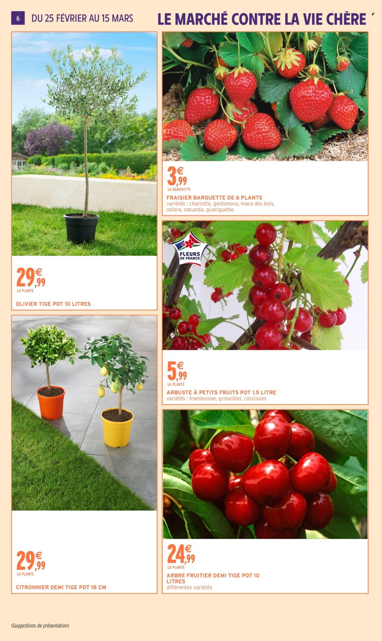 Catalogue INTERMARCHÉ - JARDIN MARS (2026-02-24 - 2026-03-15)