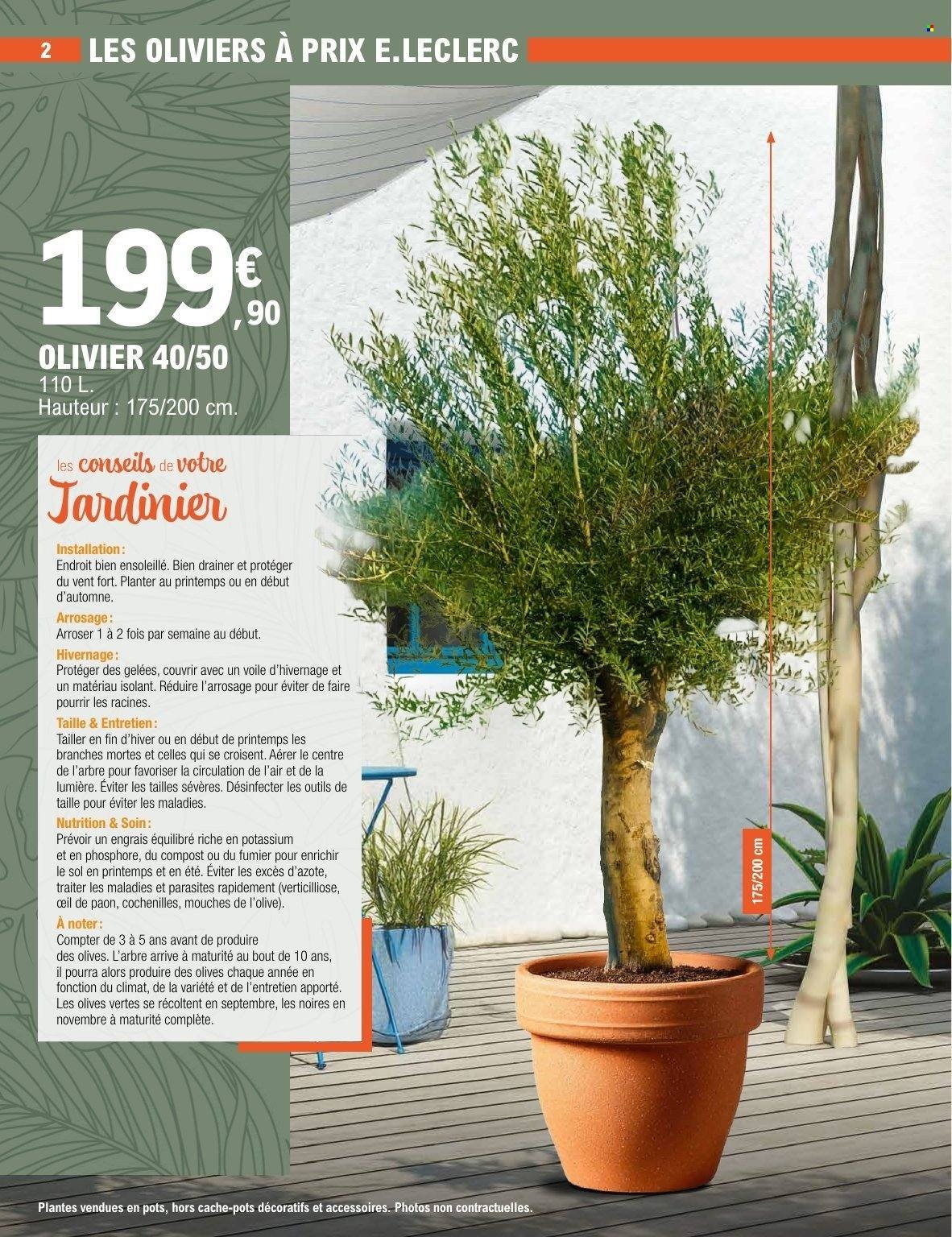 Catalogue E.LECLERC - PLANTES MEDITERRANEENNES