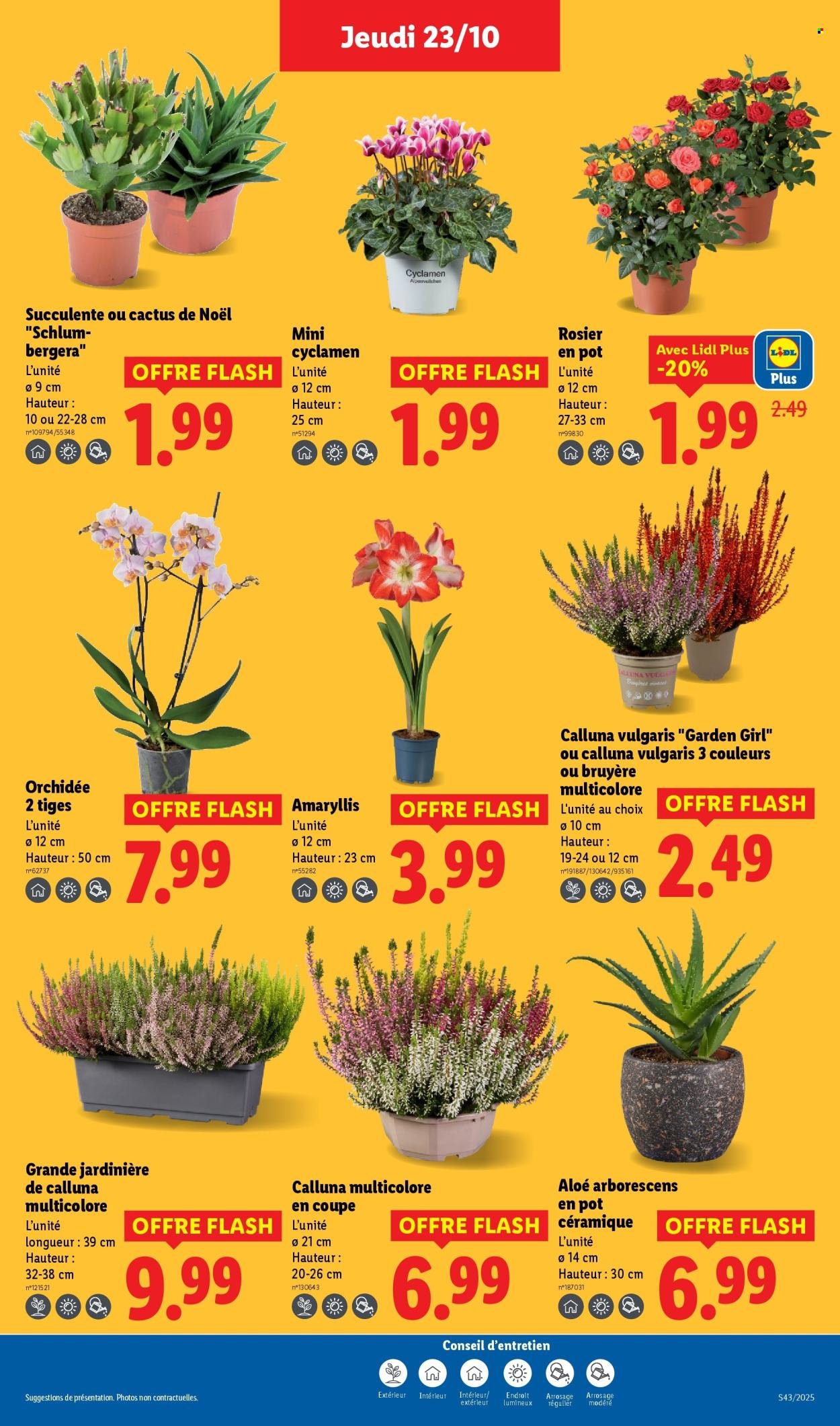 Catalogue LIDL - Les promos de la semaine (2025-10-23 - 2025-10-29)