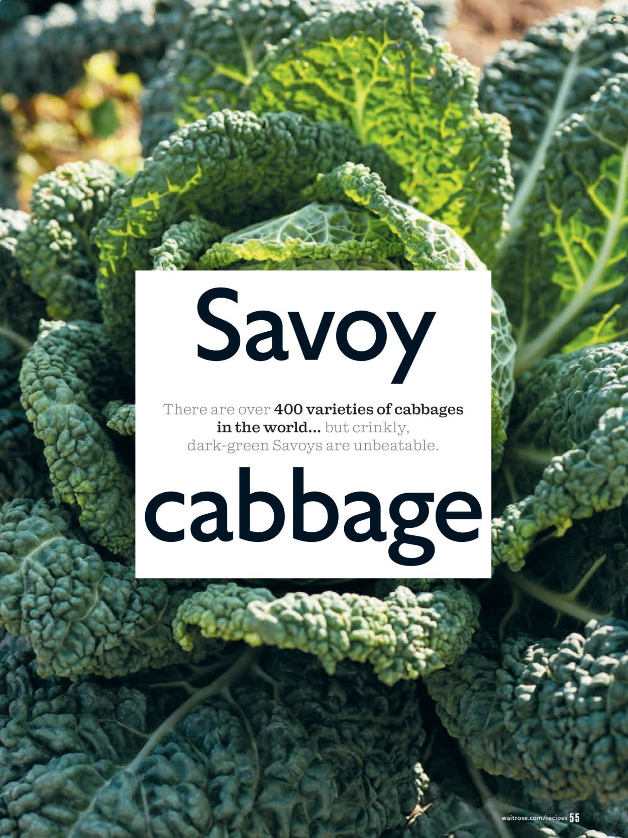 WAITROSE offer - January 2026 (2026-01-01 - 2026-01-31) | 55