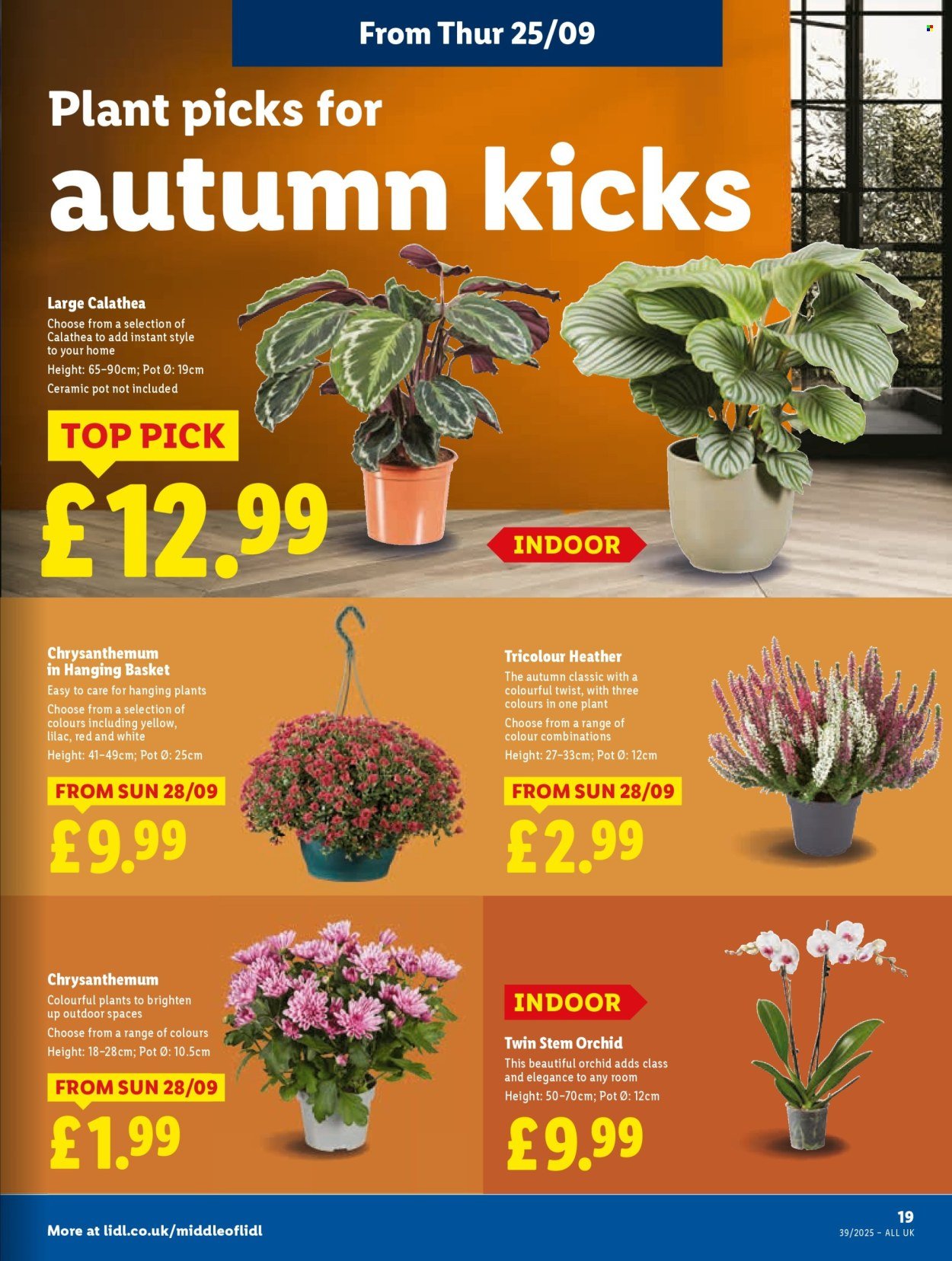 LIDL offer - Local Weekly Leaflet (2025-09-25 - 2025-10-01) | 21