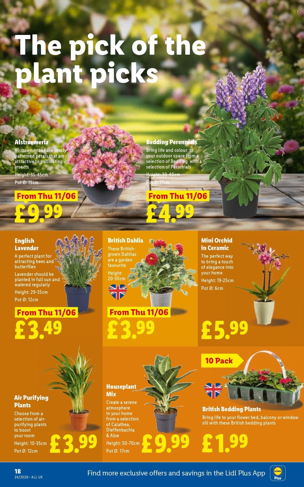 LIDL offer - Local Weekly Leaflet