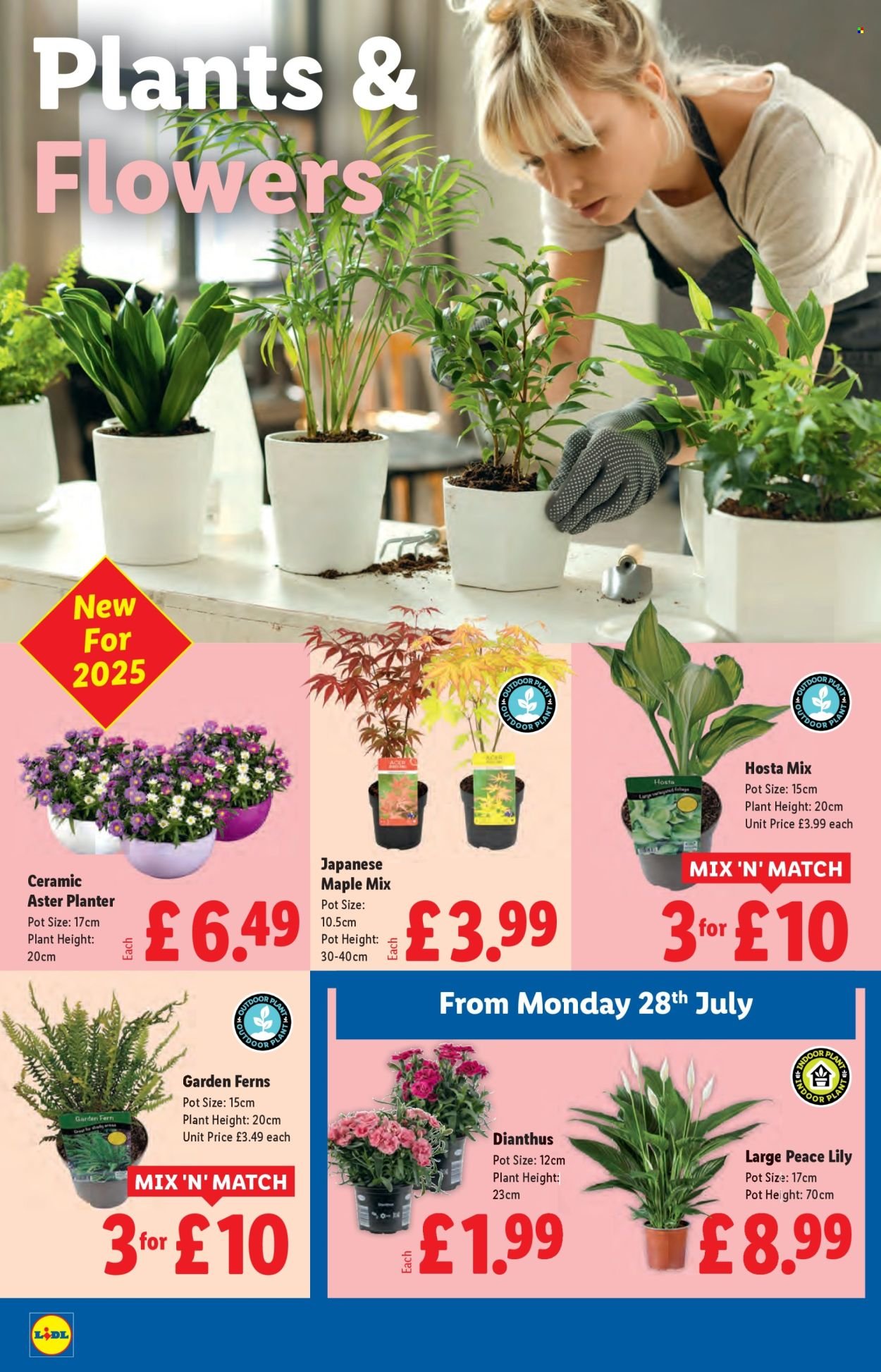 LIDL offer - July 2025 (2025-07-24 - 2025-07-30) | 22