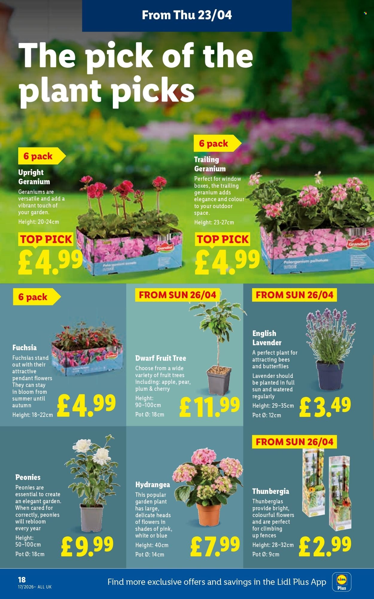 LIDL offer - Local Weekly Leaflet (2026-04-23 - 2026-04-29) | 22