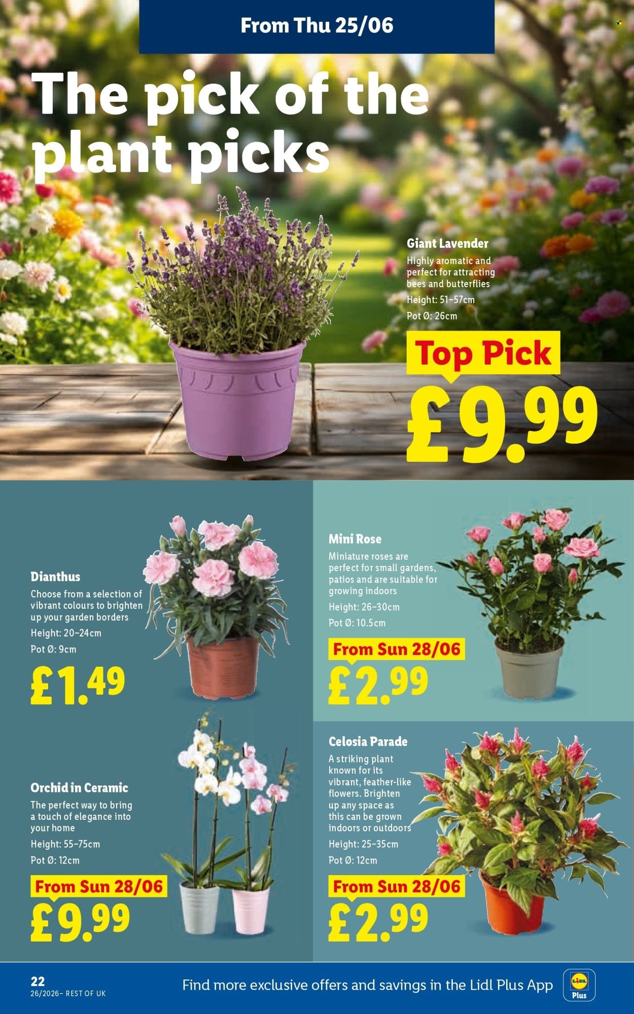LIDL offer - Local Weekly Leaflet