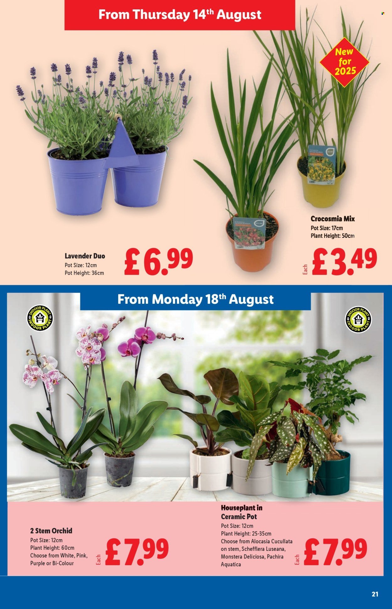 LIDL offer - August 2025 (2025-08-14 - 2025-08-20) | 21