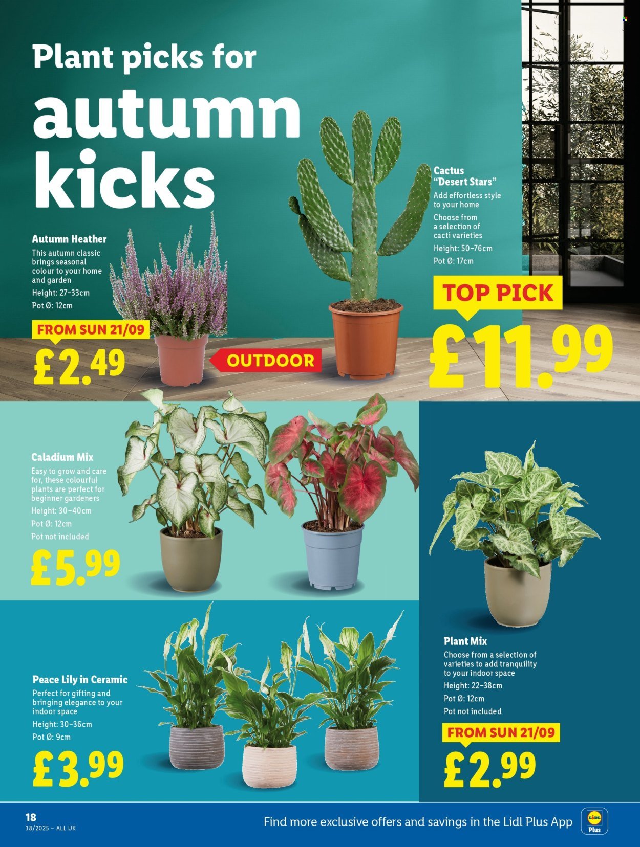 LIDL offer - Local Weekly Leaflet (2025-09-18 - 2025-09-24) | 22
