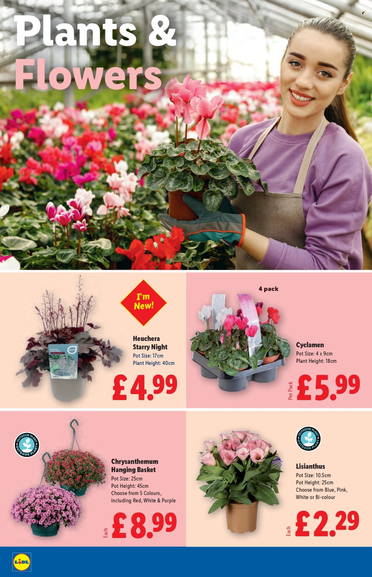 LIDL offer - August 2025 (2025-08-07 - 2025-08-13) | 22