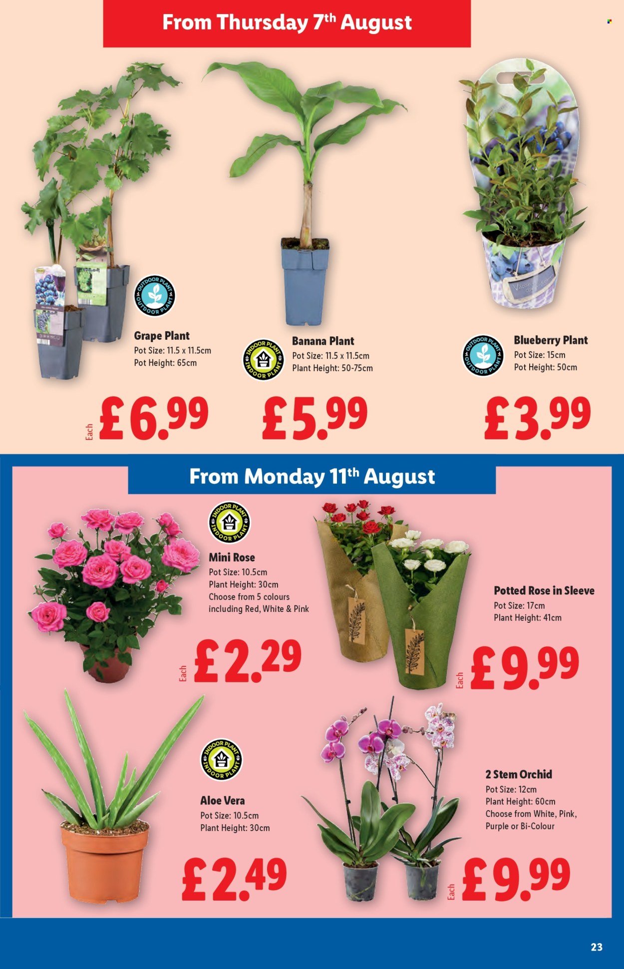 LIDL offer - August 2025 (2025-08-07 - 2025-08-13) | 23