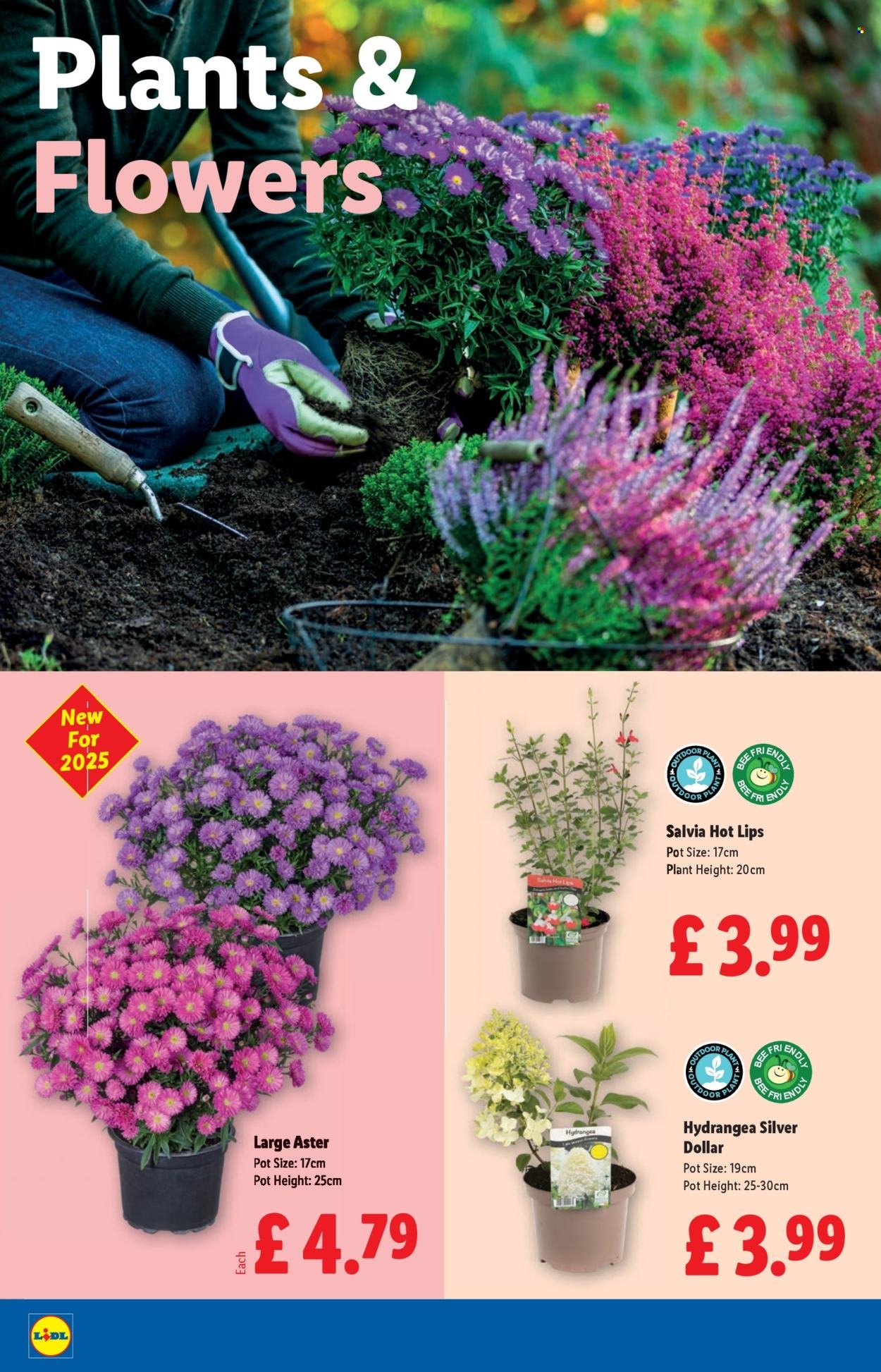 LIDL offer - September (2025-09-11 - 2025-09-17) | 24