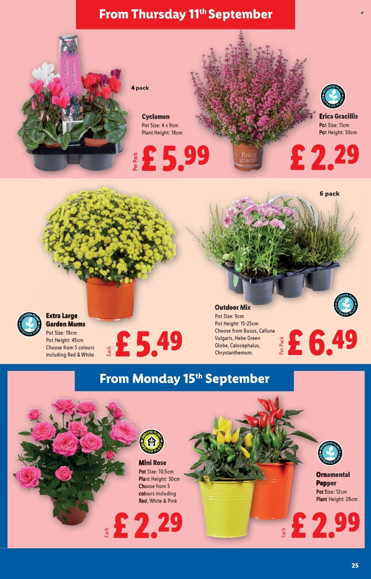 LIDL offer - September (2025-09-11 - 2025-09-17) | 25