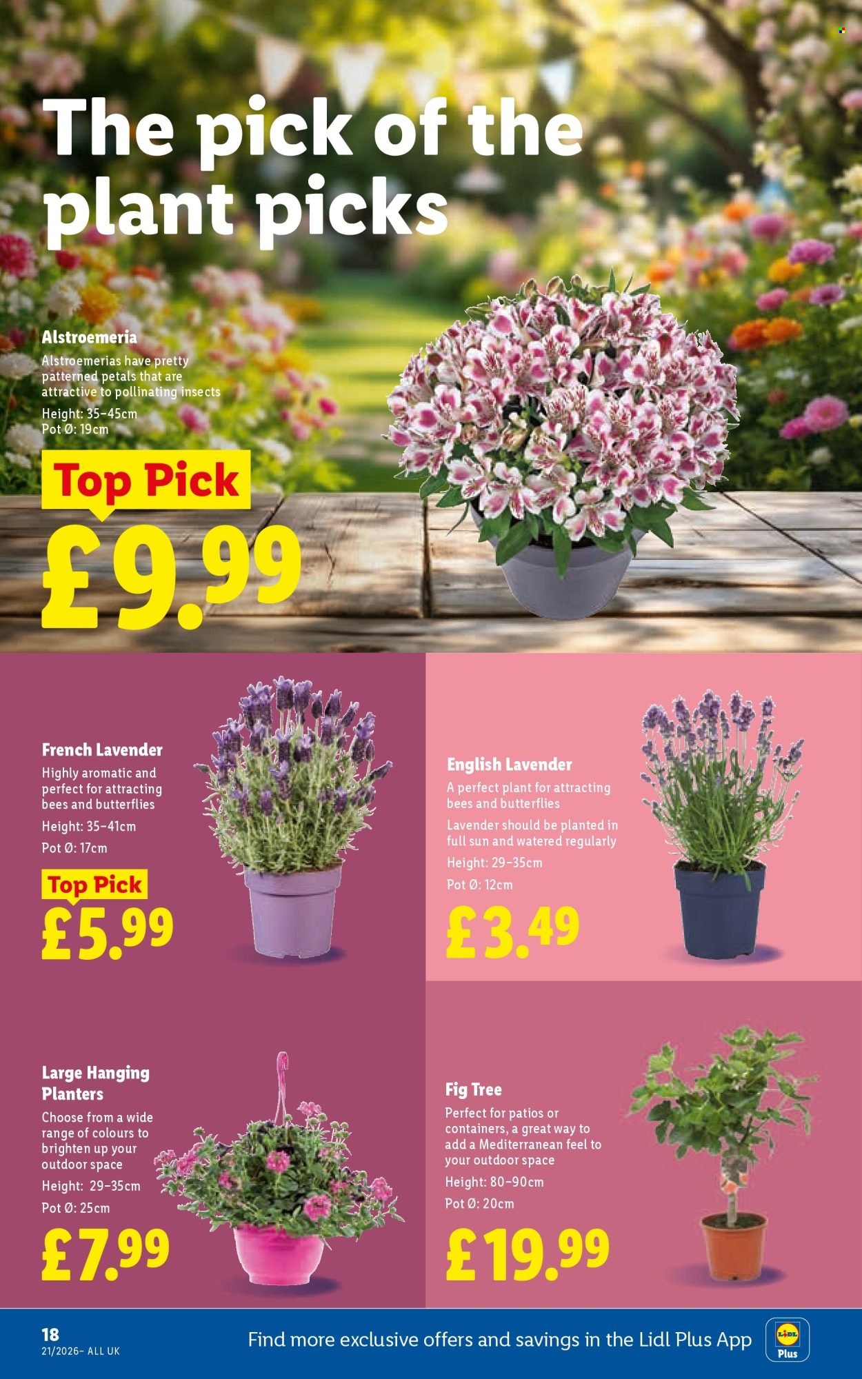 LIDL offer - Local Weekly Leaflet (2026-05-21 - 2026-05-27) | 22