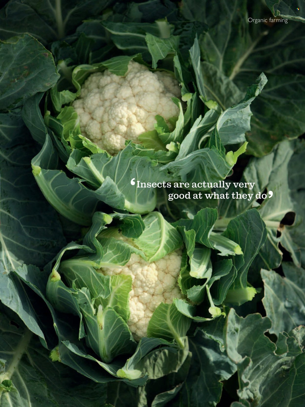 WAITROSE offer - October 2025 (2025-10-01 - 2025-10-31) | 89