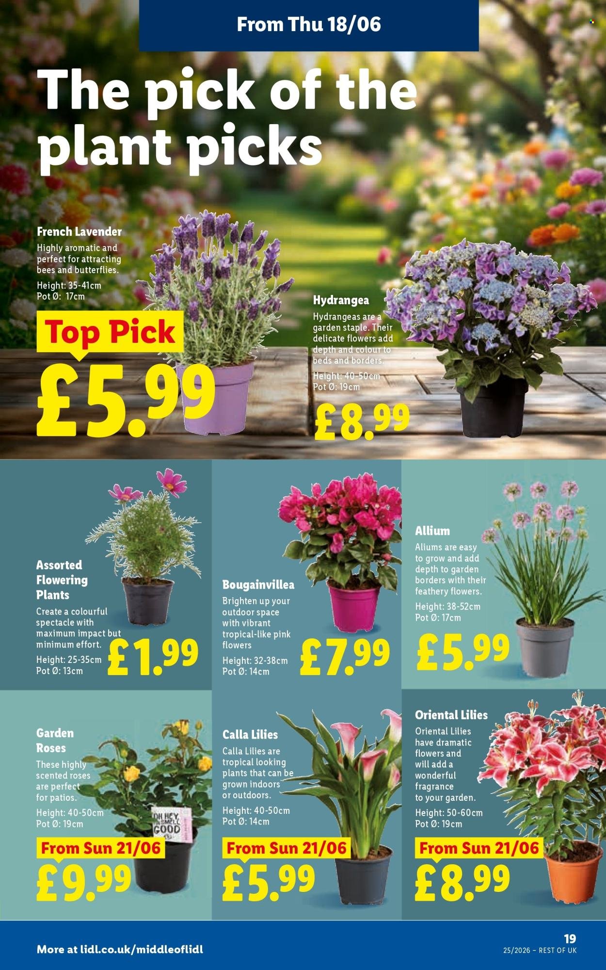 LIDL offer - Local Weekly Leaflet
